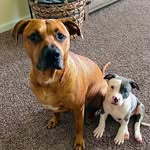 Colt and Jax Owens 🐾 - @the_bully_boys_ - Instagram