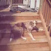 coltonspringer00 - @coltonspringer00 - TikTok