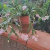 Concetta Coppola - @concetta.coppola6 - TikTok