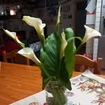 Concetta Coppola - @coppola.concetta - Instagram