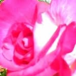 Concetta Gerome Raimondi - @concettagerome - Instagram