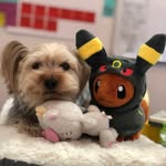 Cong Cao - @fureverfur - Instagram