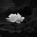 Cong Cao - Facebook