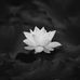Cong Duong - Facebook