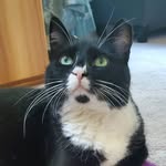 Conner Bean - @connerottercat - Instagram