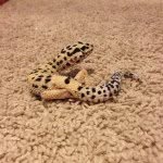 Conner Blevins - @reptile.photography101 - Instagram
