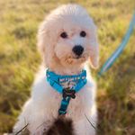 Oliver Conner - @oliverconnercockapoo - Instagram