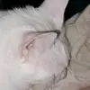 connerray - @lily_the_demon_cat - TikTok