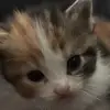 conniearroyo72 - @conniearroyo72 - TikTok