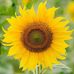 Connie Ashmore Darcy - Facebook