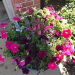 Connie Bailey - @connie.bailey.125 - Instagram