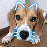 ︎︎ビーグル︎︎🐶コニー︎︎ - @beagle._.connie - Instagram