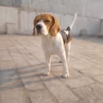 @connie.thebeagle - Instagram