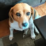 Connie 🐾🐶🐾 - @beagle_connie - Instagram