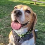 connie ❤ Beagle  🇨🇱 - @conniecolorina - Instagram