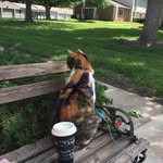 Connie Beagle - @connieonrd - Instagram