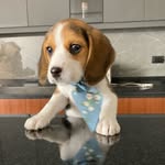 Connie - @connie_the_beagle - Instagram