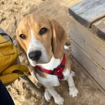 Connie la beagle - @connie_labeagle - Instagram