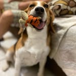 Connie La Beagle🐶 - @connieesminombre - Instagram