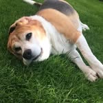 Connie The Beagle - @conniethebeagle - Instagram
