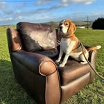 Connie the beagle - @connie_beagle - Instagram
