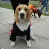 connietapiabeagle - @connietapiabeagle - TikTok
