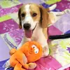 connyv03 - @connybeagle - TikTok