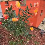 Connie Bland - Facebook