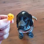 Connie Boo - @connieboo.thecockerspaniel - Instagram