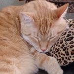 Connie Boyer - @connieboyer473 - Instagram