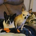 Connie Boyer Bales - @boyerbales - Instagram