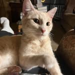 Connie Cain - @conniecain2976 - Instagram
