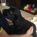 Connie Carpenter - @conniecarpentercockerspaniel - Instagram