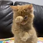 Connie Carpenter Shertz - @conniecarpentershertz - Instagram