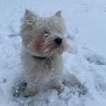 connie the westie - @connie.caseyy1 - Instagram