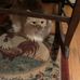 Connie Charron - Facebook