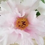Connie Cline - @conniewcline - Instagram