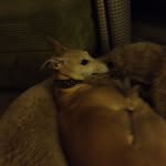 Connie Couch - @conniethedogxx - Instagram