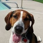 Connie Crossan - @conniecoonhound - Instagram