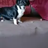 snoop - @conniecrostenoverly - TikTok