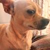My Fur Baby 🐕🐶 - @conniecrow0 - TikTok