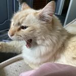 connie dobson - @conniephobicks - Instagram