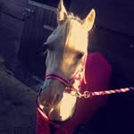 Connie Goodlad - @conniegoodlad - Instagram