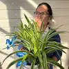 Connie • Green Thumb Good Luck - @greenthumbgoodluck - TikTok