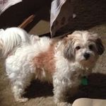 Connie Kornman Graff - @mommy2tommy - Instagram
