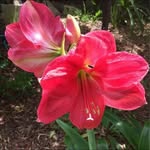 Connie Grasso - @connie.grasso - Instagram