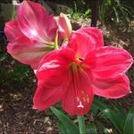 Connie Grasso - @connie.grasso - Instagram