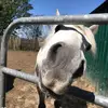 _that.grey.connie_ - @_that.grey.connie_ - TikTok