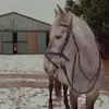 Grey Connies 🐴🤍 - @greyconnies - TikTok