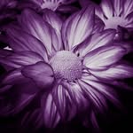 Connie Harmon - @connieharmon182 - Instagram